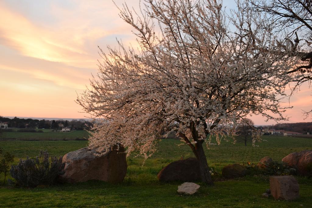 Agriturismo Il Poggio Vetralla Eksteriør bilde